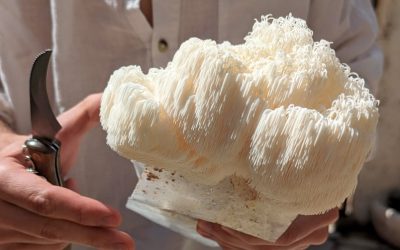 Lion’s Mane : Le superaliment pour booster votre cerveau naturellement