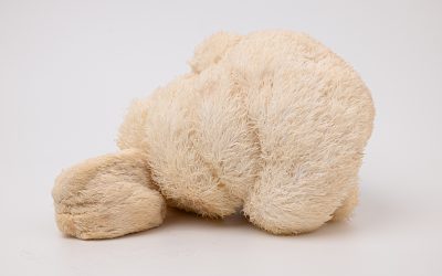 Le Lion’s Mane : peut-il aider à prévenir le déclin cognitif avec l’âge ?