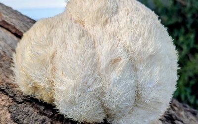 Les bienfaits du Lion’s Mane sur la mémoire et la concentration