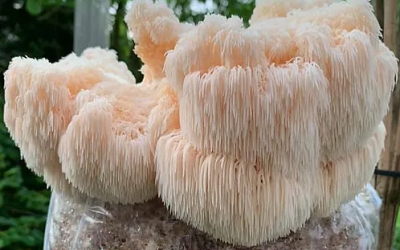 5 superaliments pour booster votre cerveau et pourquoi le Lion’s Mane en fait partie