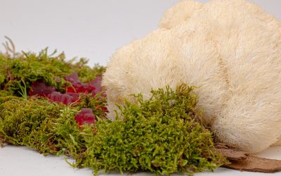 Focus et clarté mentale : Lion’s Mane, neurogenèse et mémoire – mythe ou réalité scientifique ?
