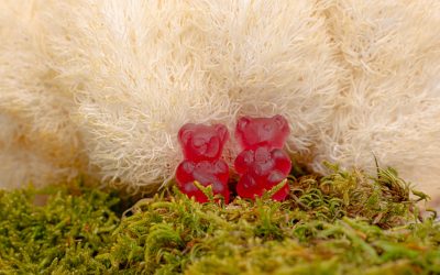 Pourquoi intégrer le Lion’s Mane dans sa routine bien-être quand on est vegan?