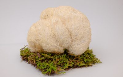 Routine matinale pour booster votre cerveau naturellement 🧠