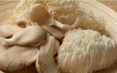 Les 7 meilleures plantes et champignons pour booster votre cerveau (avec les gummies Lion’s Mane de The Fun Guy)