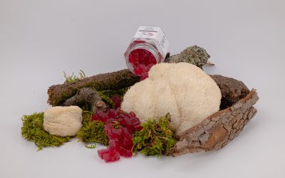 The Fun Guy à l’honneur dans Gala : quand les champignons deviennent vos alliés bien-être